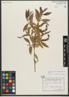 Foto von Salix triandra subsp. bornmuelleri (Hausskn.) A. K. Skvortsov